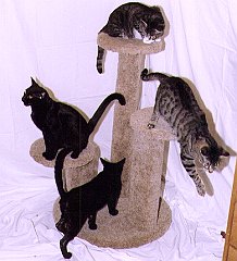 Gatti (2)